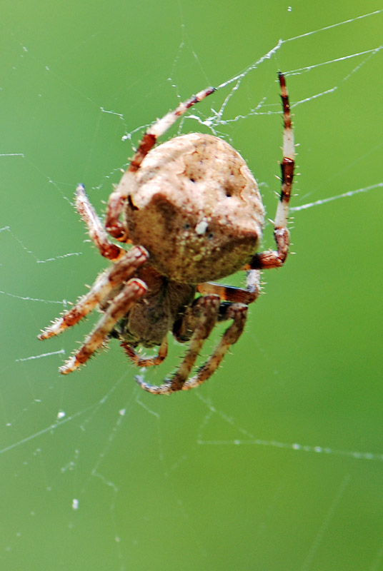 Araneus angulatus